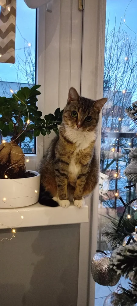 Światowy Dzień Kota 51