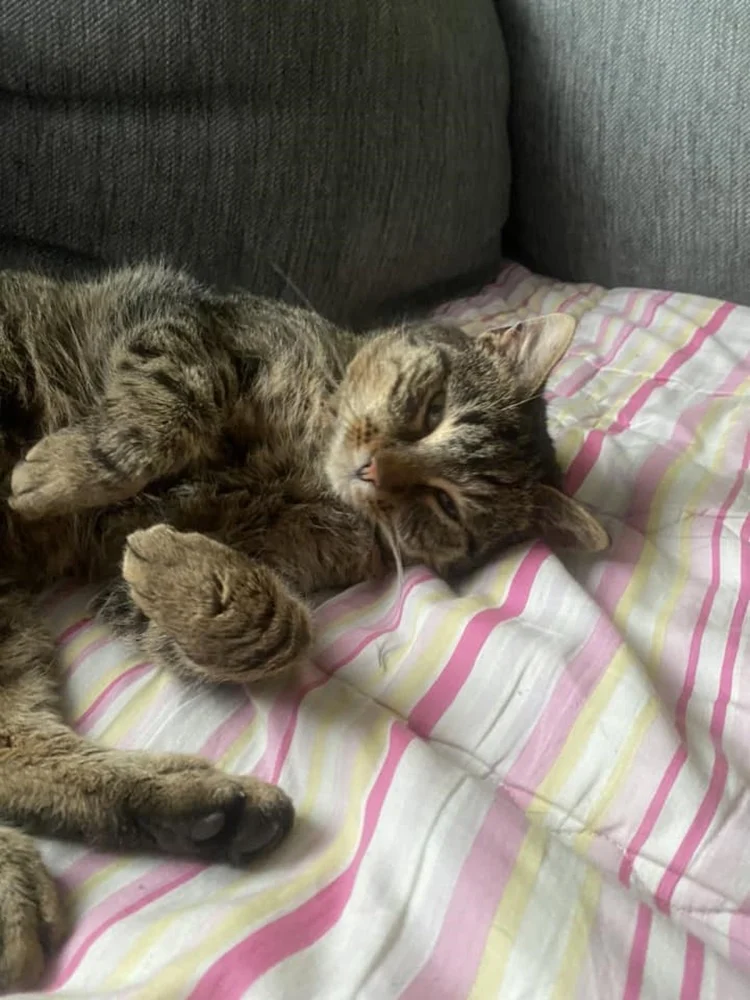 Światowy Dzień Kota 52