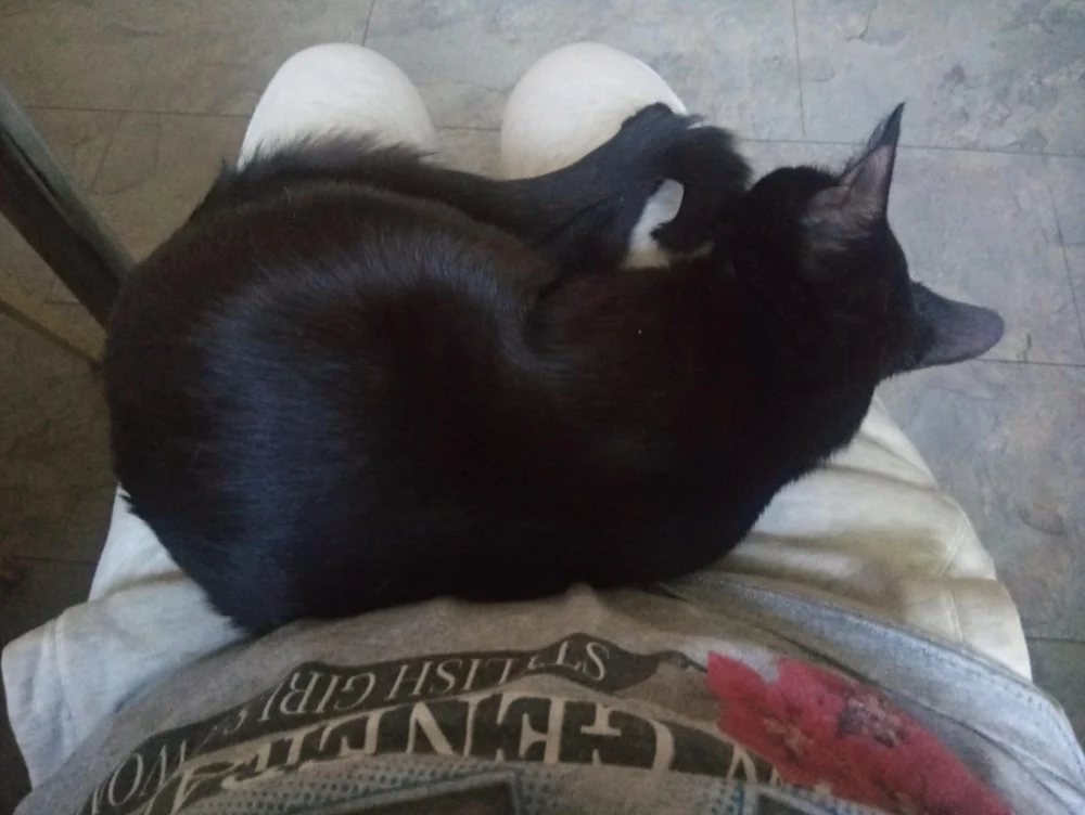 Światowy Dzień Kota 53