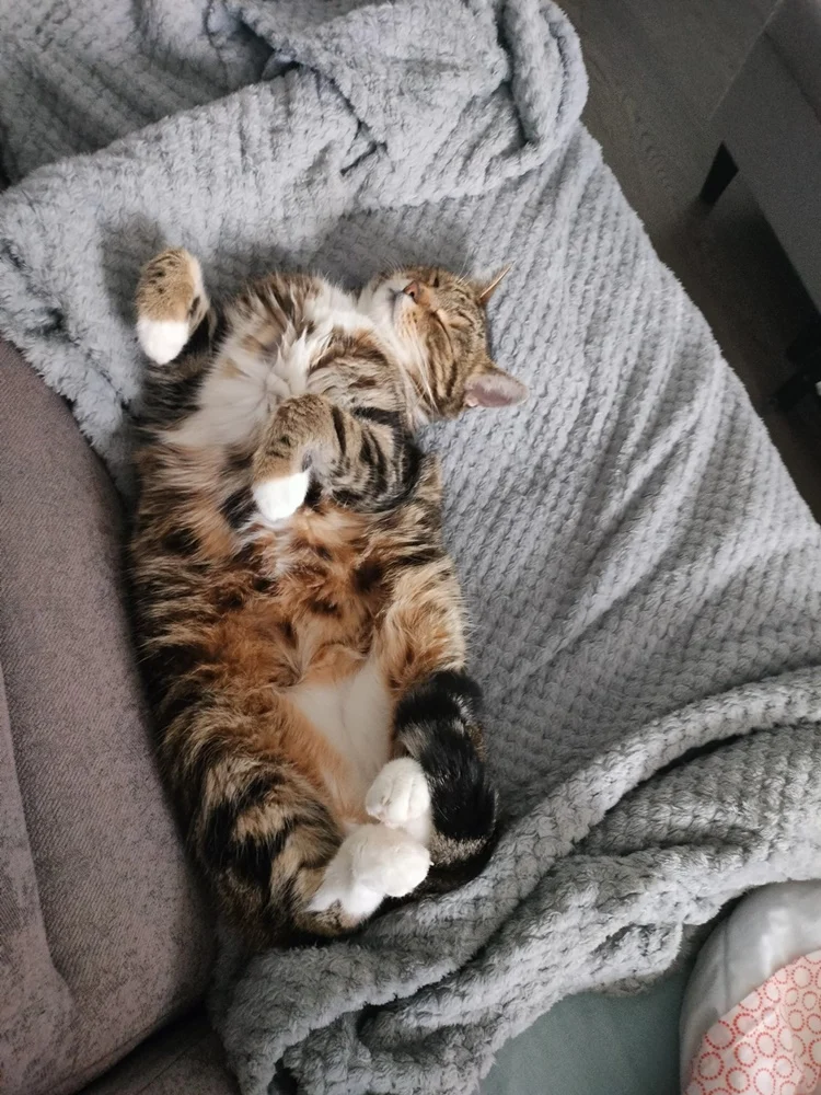 Światowy Dzień Kota 54