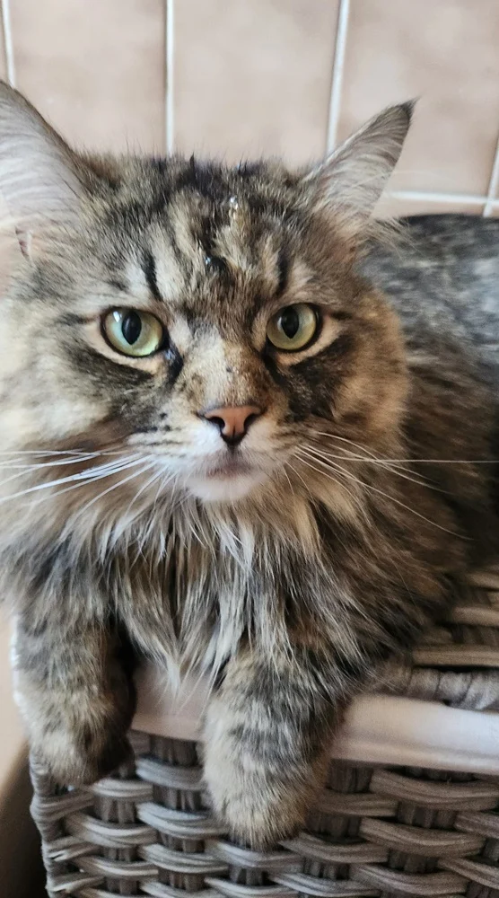 Światowy Dzień Kota 55