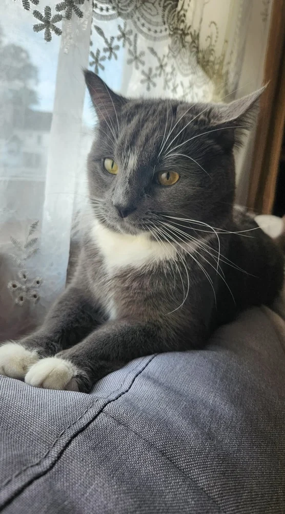 Światowy Dzień Kota 56