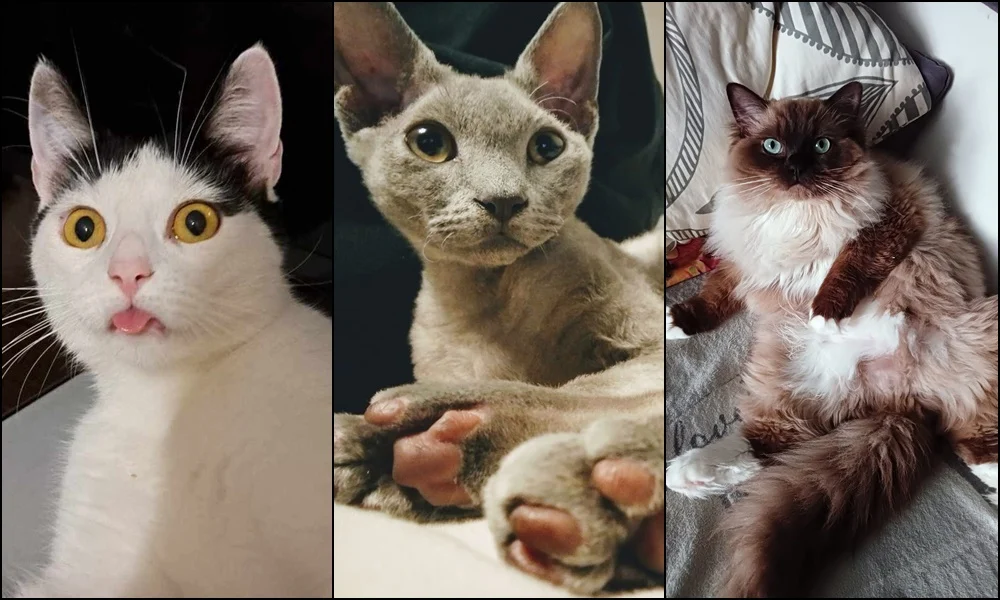 Światowy Dzień Kota 2024. Pokazaliście swoje mruczki!