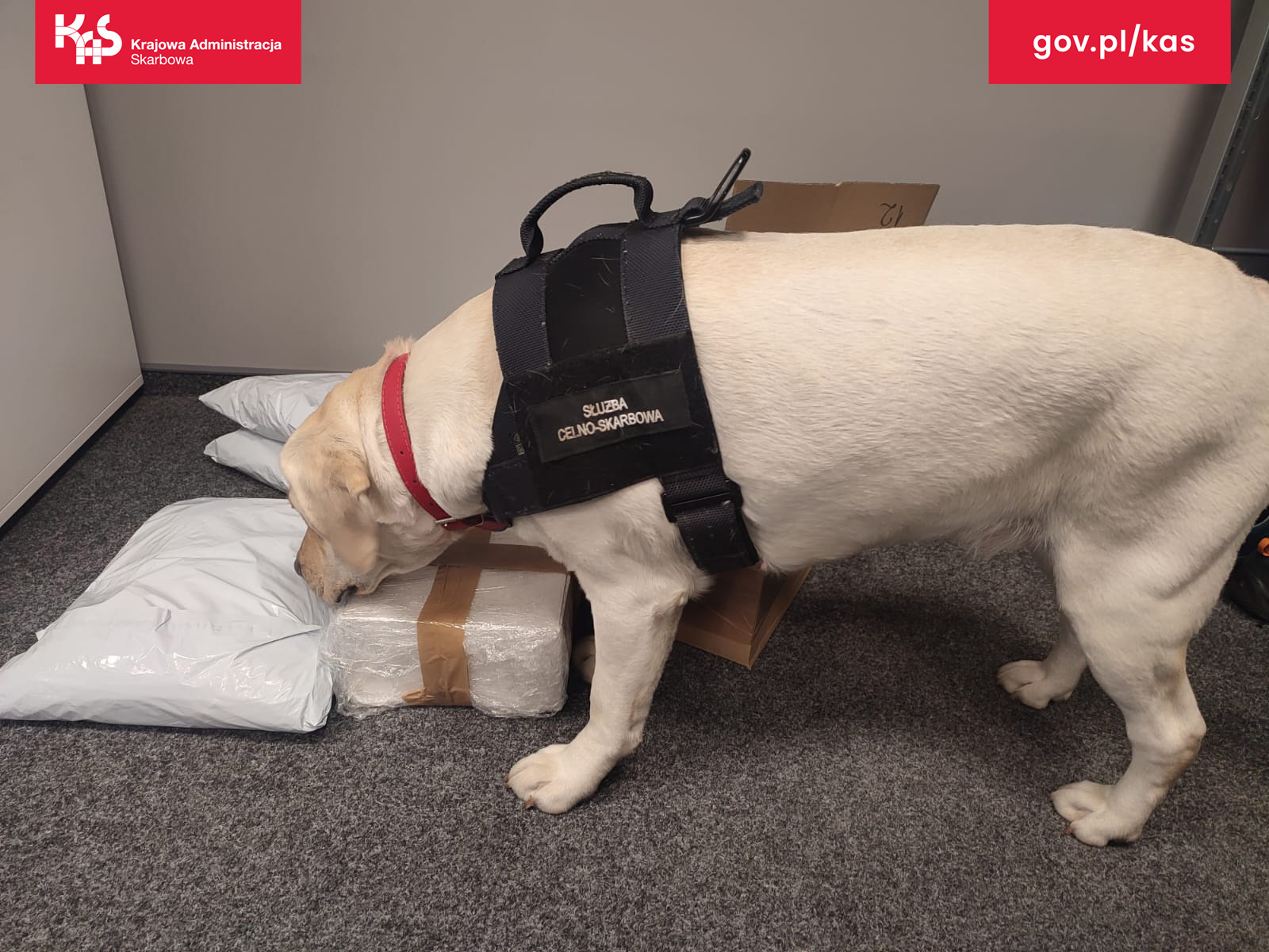 Suczka Beti wywęszyła 19 kg tytoniu do palenia w paczkach kurierskich!