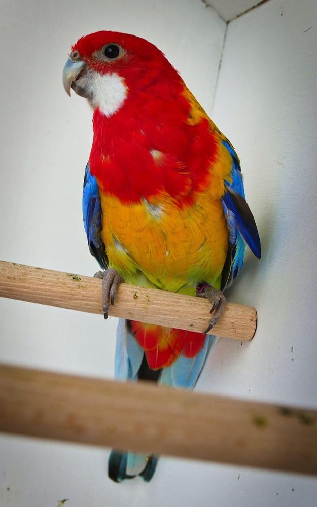 Orzeszanin z papugami zdobył 14 medali na Ornitologicznych Mistrzostwach Świata