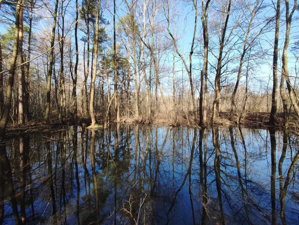 Sosnowiec: Ponad 14 ha Lasu Zagórskiego będzie objęte ochroną