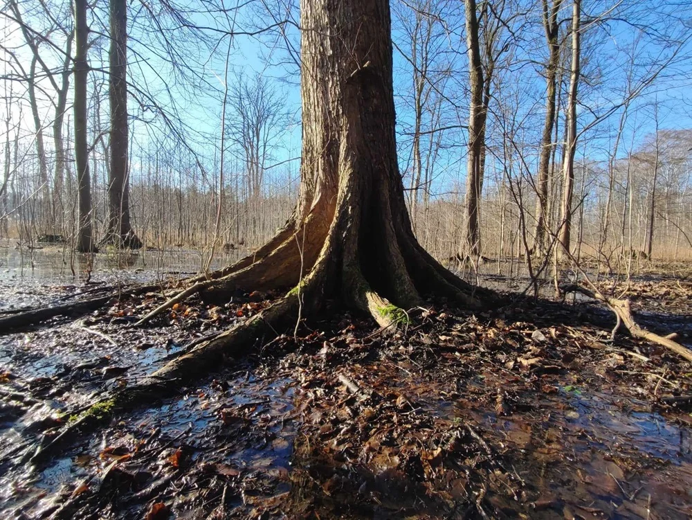 Sosnowiec: Ponad 14 ha Lasu Zagórskiego będzie objęte ochroną