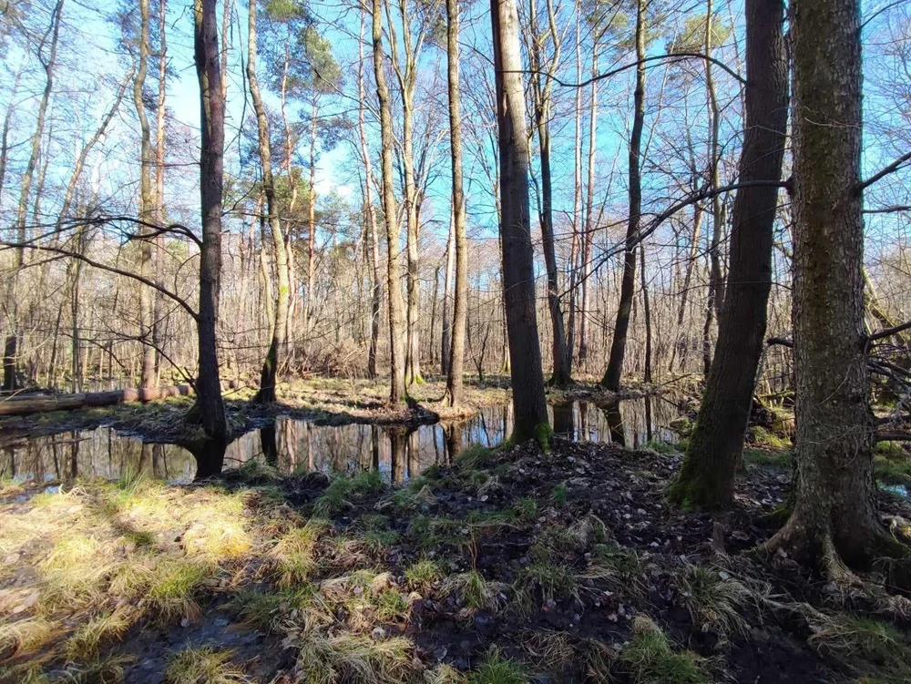 Sosnowiec: Ponad 14 ha Lasu Zagórskiego będzie objęte ochroną