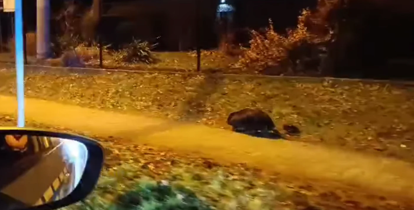 Bóbr na spacerze w centrum Mikołowa [FILM]