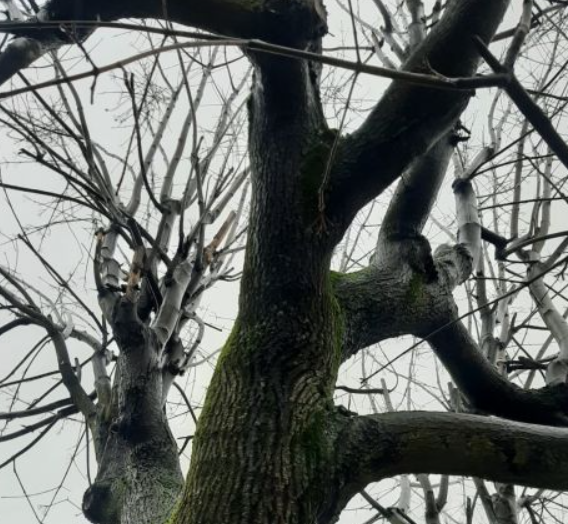 Strażnicy Miejscy z Katowic udaremnili kolejną próbę samobójczą