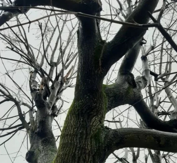 Strażnicy Miejscy z Katowic udaremnili kolejną próbę samobójczą