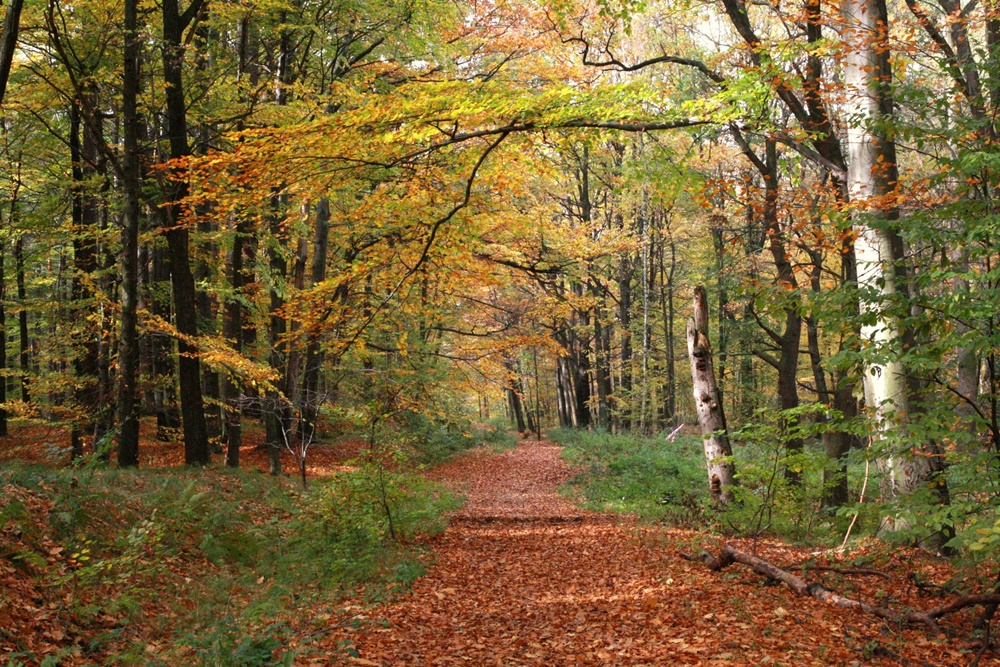 Katowice: Rusza pakiet ochronny dla murckowskich buków
