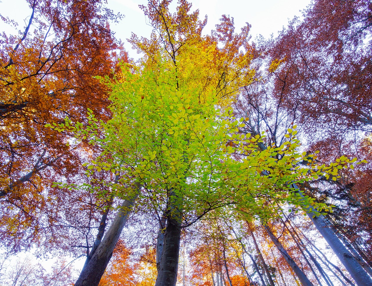 Miasto ignoruje społeczników w kwestii Lasów Murckowskich?