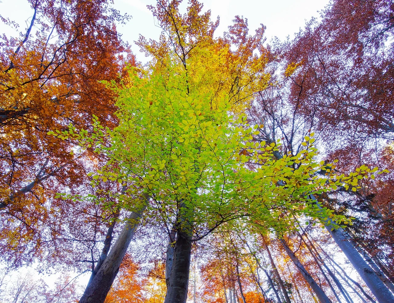 Miasto ignoruje społeczników w kwestii Lasów Murckowskich?