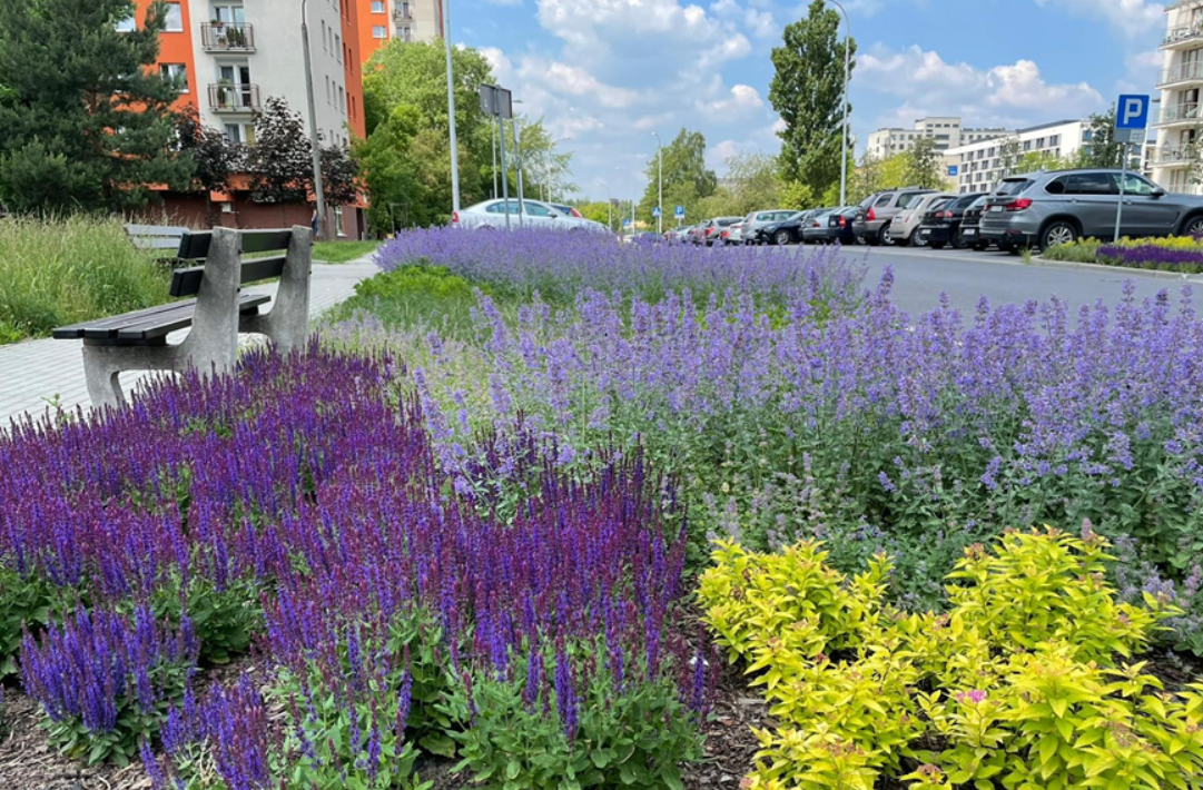 Startuje 5 edycja Zielonego Budżetu w Katowicach