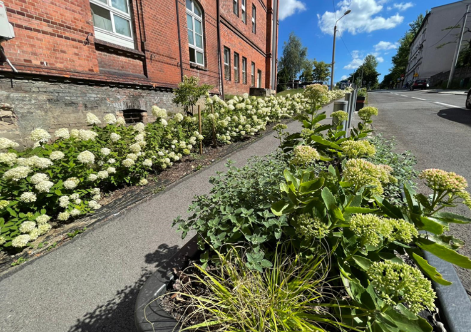 Startuje 5 edycja Zielonego Budżetu w Katowicach