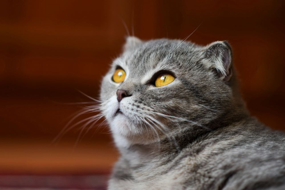 Najlepsze rasy kotów dla rodzin z dziećmi