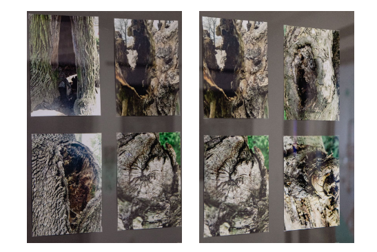 "Z życia drzew". Wystawa fotografii Iwony Ładowskiej-Dębiec w Żorach