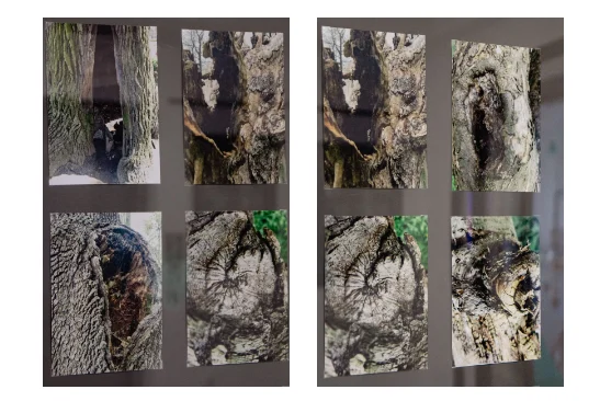 "Z życia drzew". Wystawa fotografii Iwony Ładowskiej-Dębiec w Żorach