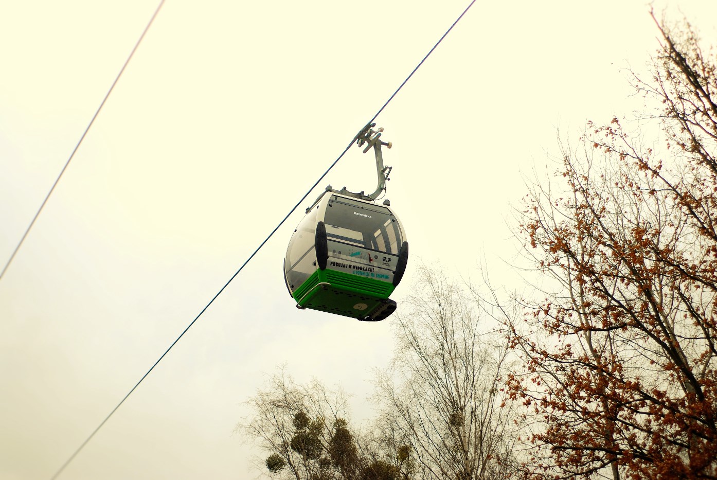 Wytną drzewa pod ELKĘ. Jest petycja w tej sprawie