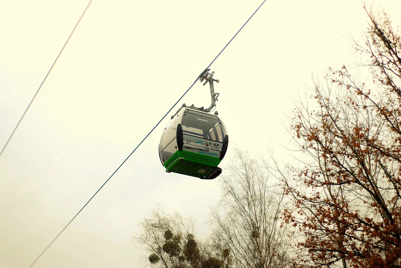 Wytną drzewa pod ELKĘ. Jest petycja w tej sprawie