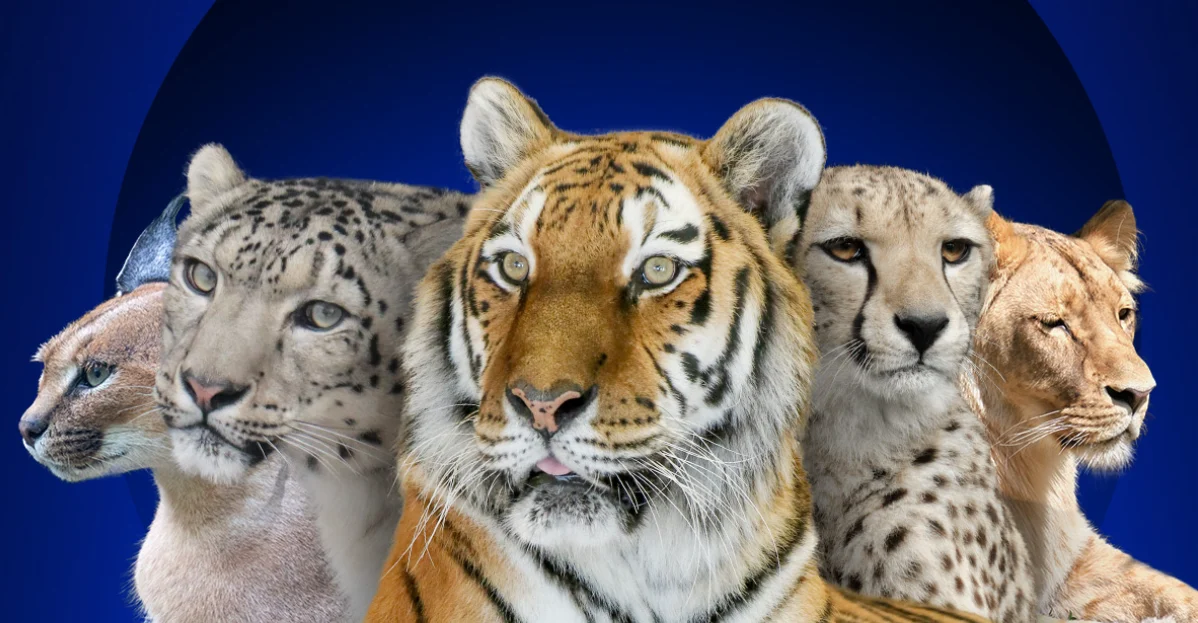 Dzień kota w Śląskim ZOO 2024. Sprawdź program!