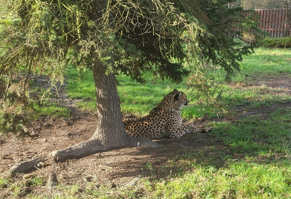 Nowa mieszkanka chorzowskiego ZOO – gepardzica o imieniu Paya!