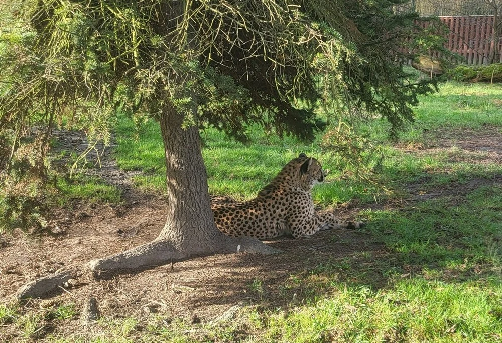 Nowa mieszkanka chorzowskiego ZOO – gepardzica o imieniu Paya!