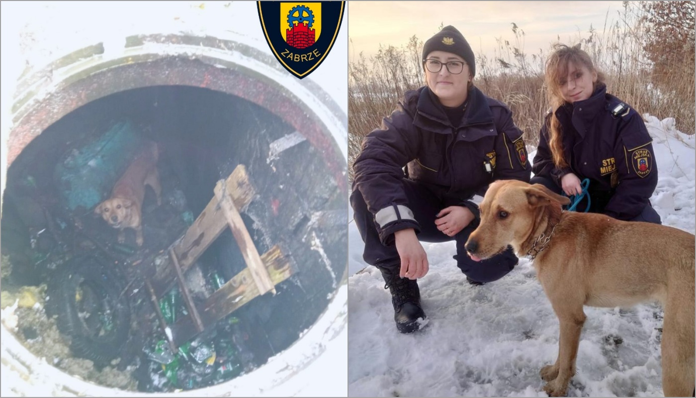 Strażniczki Miejskie z Zabrza uratowały pieska z kanału ciepłowniczego!