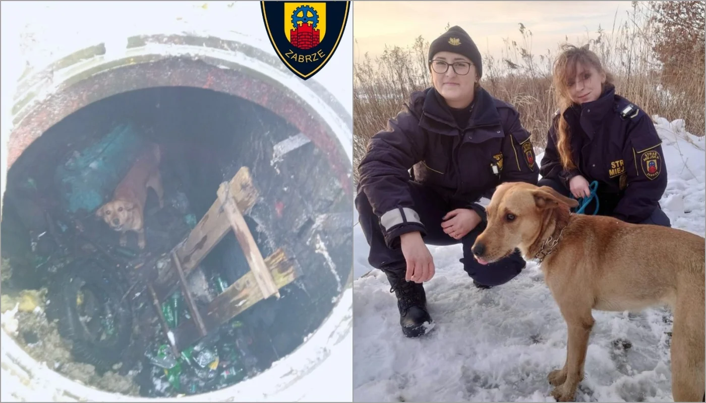 Strażniczki Miejskie z Zabrza uratowały pieska z kanału ciepłowniczego!