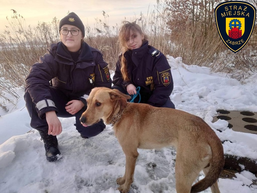 Strażniczki Miejskie z Zabrza uratowały pieska z kanału ciepłowniczego!