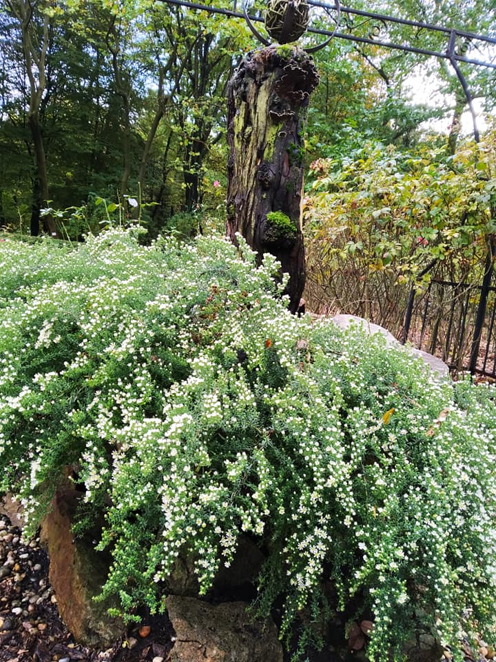 Miejski Ogród Botaniczny w Zabrzu zyska nowe oblicze!
