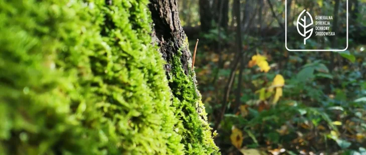 W województwie śląskim powstał nowy rezerwat przyrody