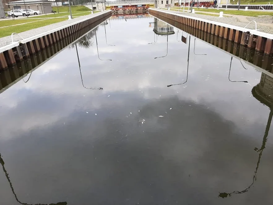 Śnięte ryby w Kanale Gliwickim. Wody Polskie interweniują