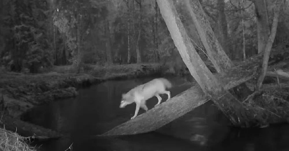 Wilcza para uchwycona na fotopułapce! [WIDEO]