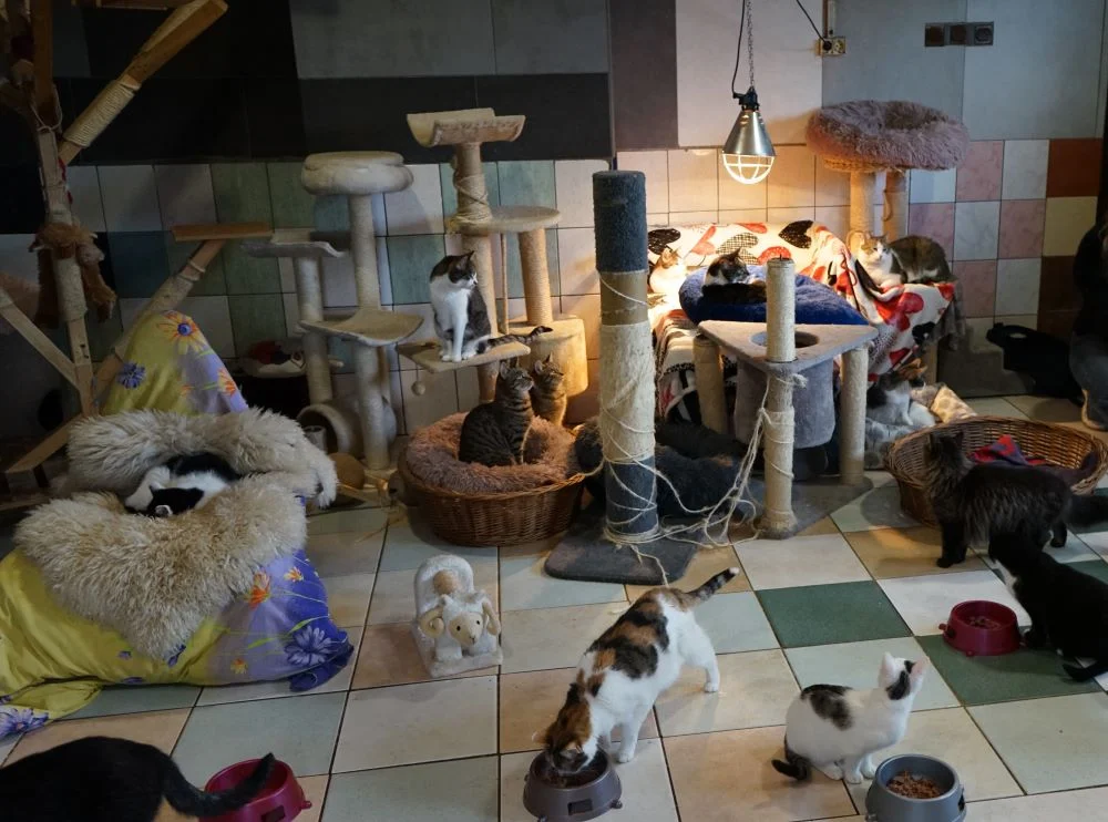 Uczennice III LO organizują zbiórkę dla zwierzaków z „Fauny”!