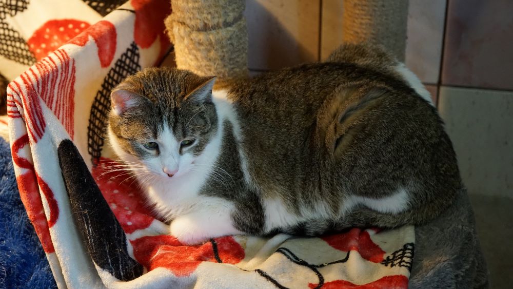 Uczennice III LO organizują zbiórkę dla zwierzaków z „Fauny”!