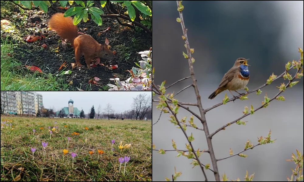Pierwsze oznaki wiosny w Rudzie Śląskiej. Zobaczcie zdjęcia!
