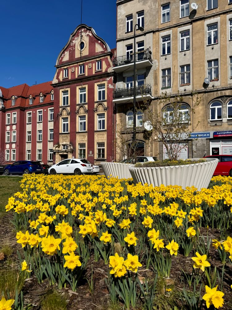 Piękno wiosny w przestrzeni miejskiej Gliwic