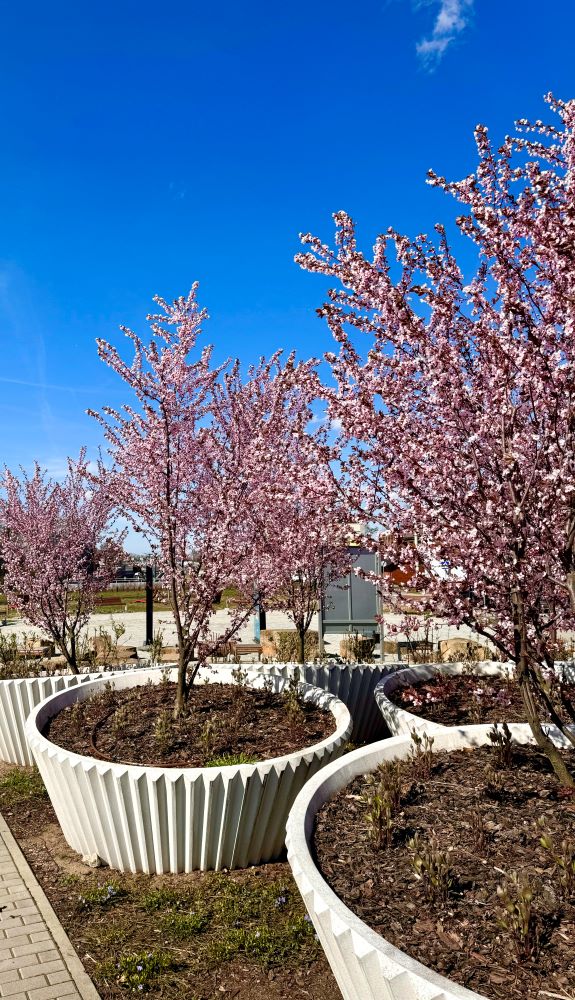 Piękno wiosny w przestrzeni miejskiej Gliwic