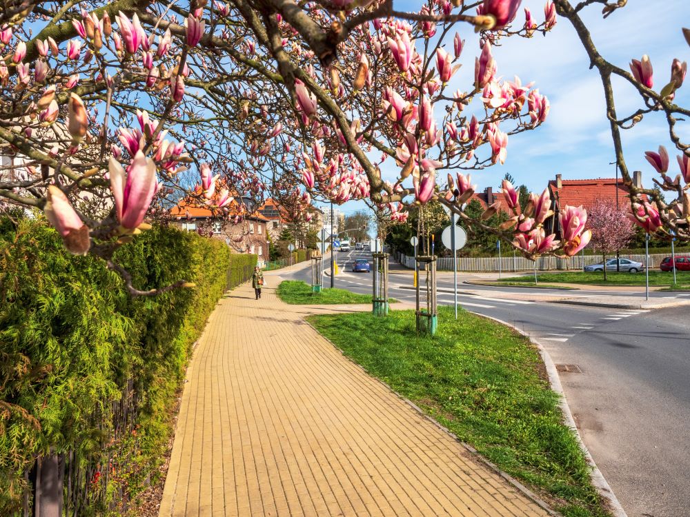 Piękno wiosny w przestrzeni miejskiej Gliwic