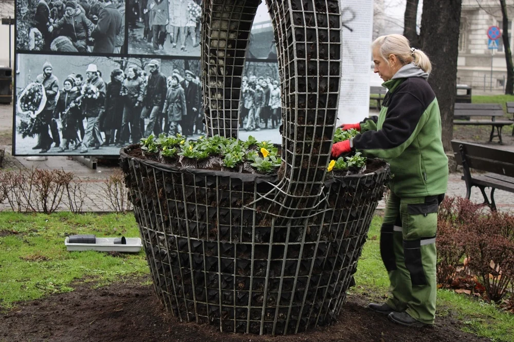 Trwa zazielenianie Katowic. Przed nami nasadzenia 20 tys. bratków