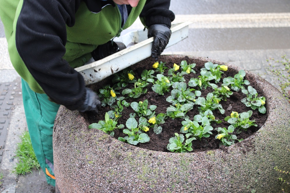 Trwa zazielenianie Katowic. Przed nami nasadzenia 20 tys. bratków
