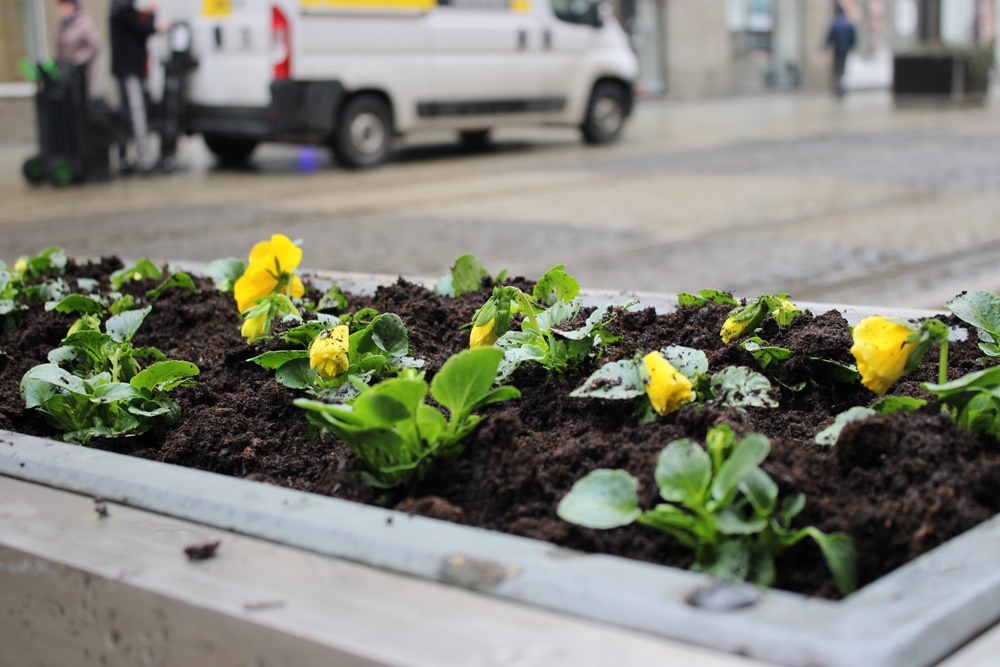 Trwa zazielenianie Katowic. Przed nami nasadzenia 20 tys. bratków