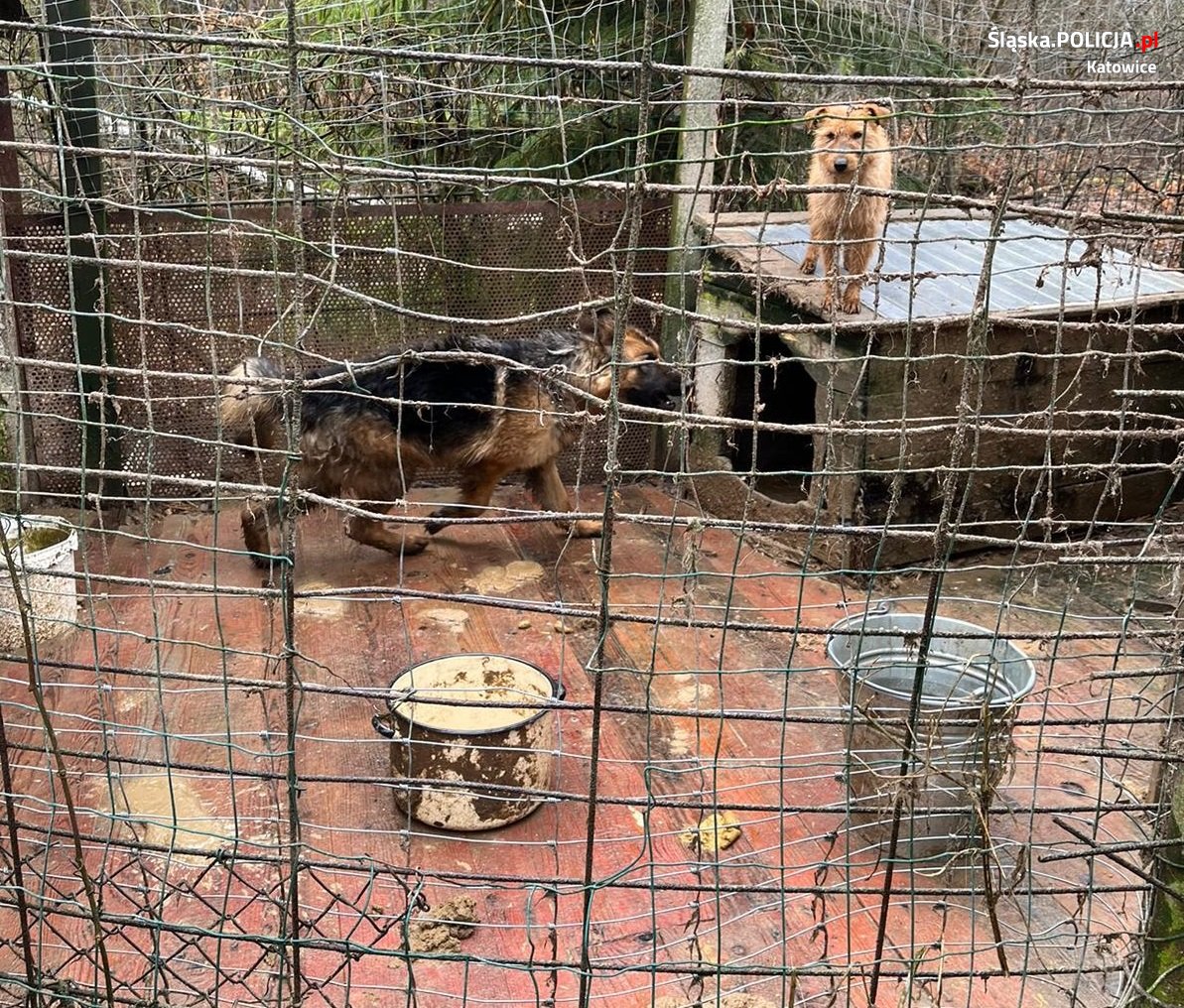 Odebrano właścicielce dwa psy. Zwierzęta były trzymane boksie pełnym fekaliów