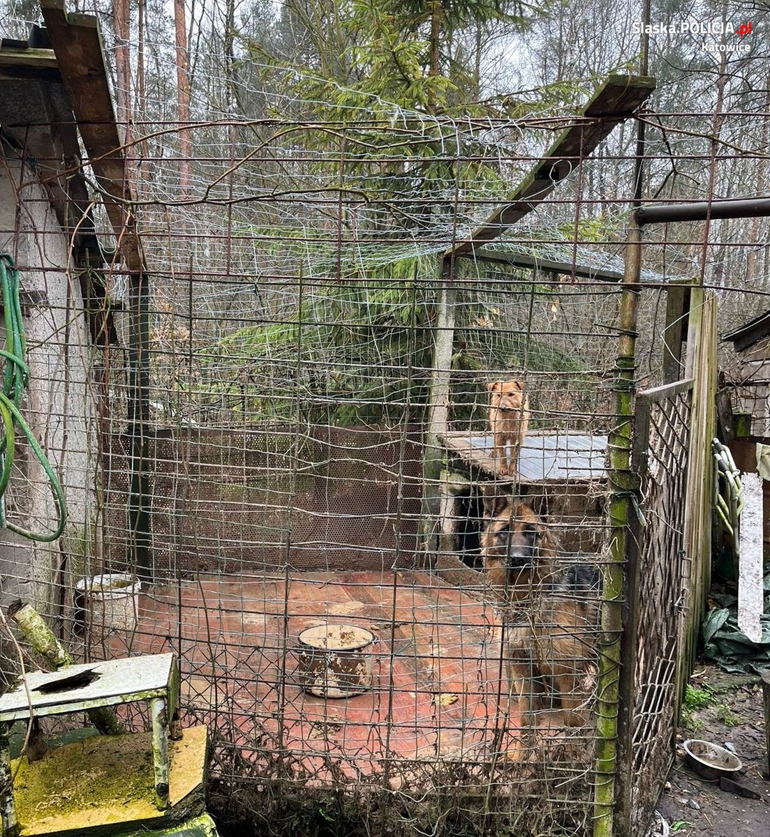 Odebrano właścicielce dwa psy. Zwierzęta były trzymane boksie pełnym fekaliów