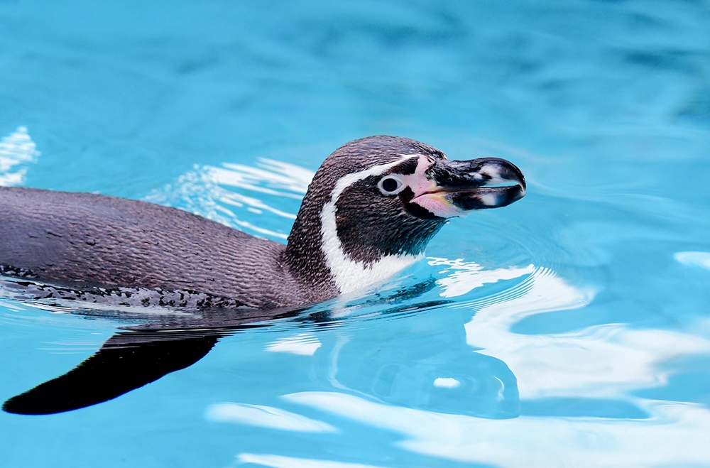 Wyniki konkursu wiedzy o pingwinach w chorzowskim ZOO