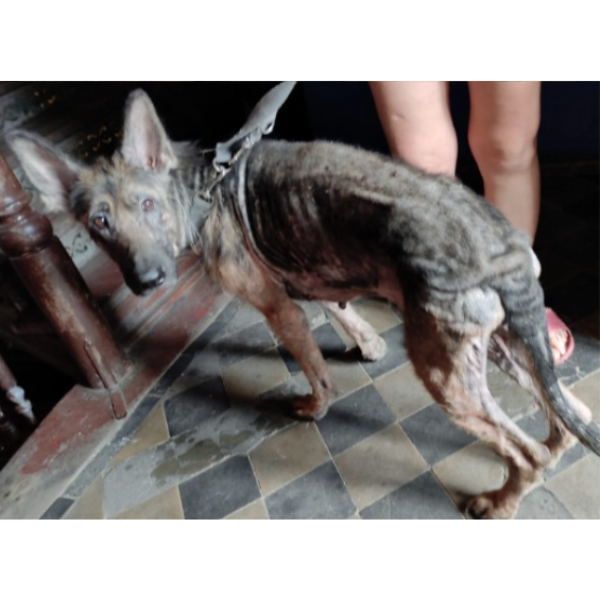 Właścicielka zaniedbanego psa bezkarna. Sąd postanowił umorzyć dochodzenie.