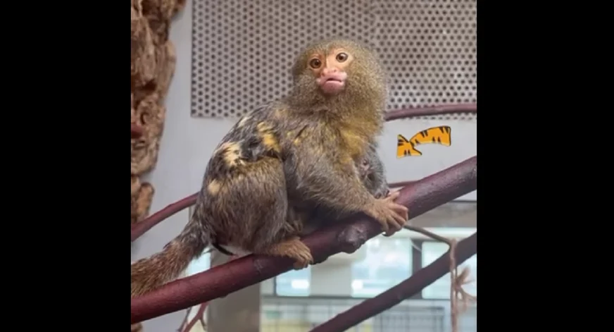 W chorzowskim ZOO na świat przyszły 2 pigmejki karłowate!