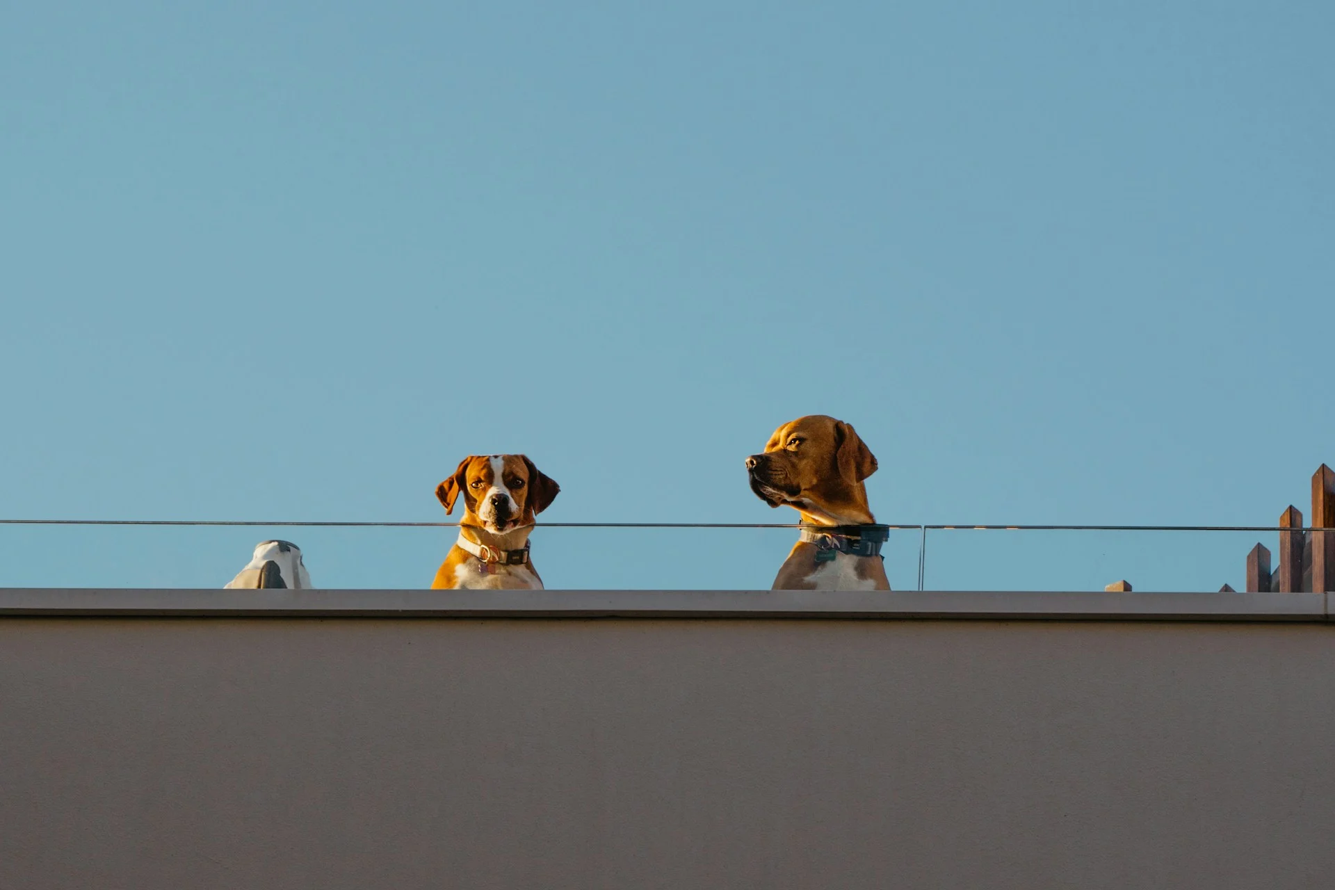 Pies w mieście – wyzwania i radości